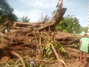 Chain Saw Operator Service