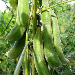 Black Mucuna Pruriens (Black Velvet Beans)