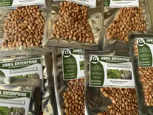 Brown Kersting’S Groundnut (Macrotyloma Geocarpum)