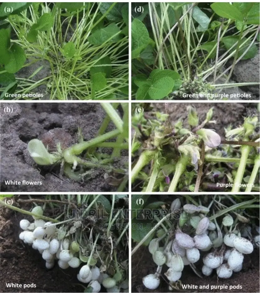 Brown Kersting’S Groundnut (Macrotyloma Geocarpum)
