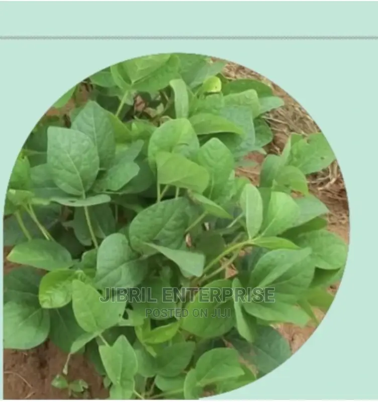 Brown Kersting’S Groundnut (Macrotyloma Geocarpum)