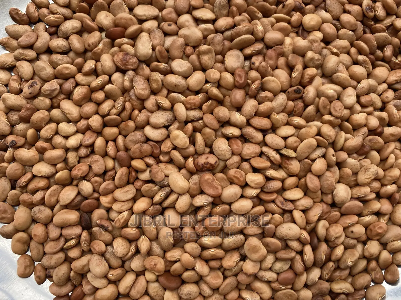 Brown Kersting’S Groundnut (Macrotyloma Geocarpum)