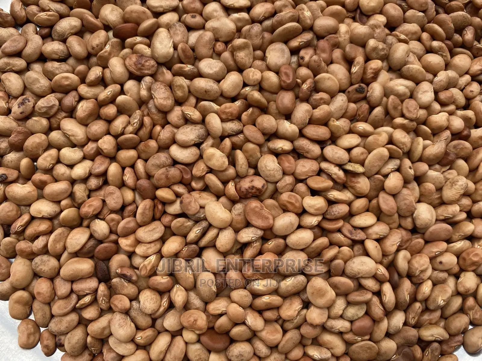 Brown Kersting’S Groundnut (Macrotyloma Geocarpum)
