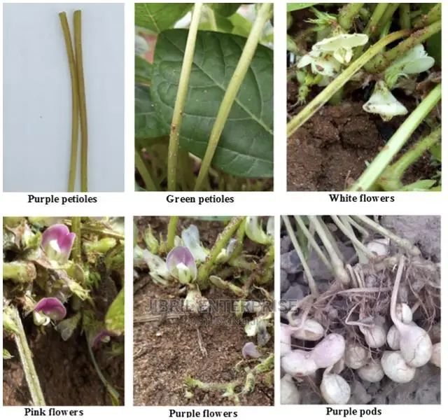 Macrotyloma Geocarpum(Kersting’S Groundnut)
