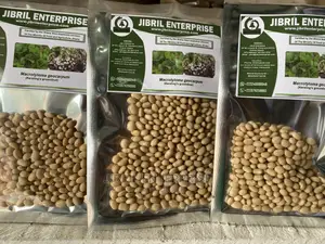 Macrotyloma Geocarpum(Kersting’S Groundnut)