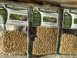Macrotyloma Geocarpum(Kersting’S Groundnut)