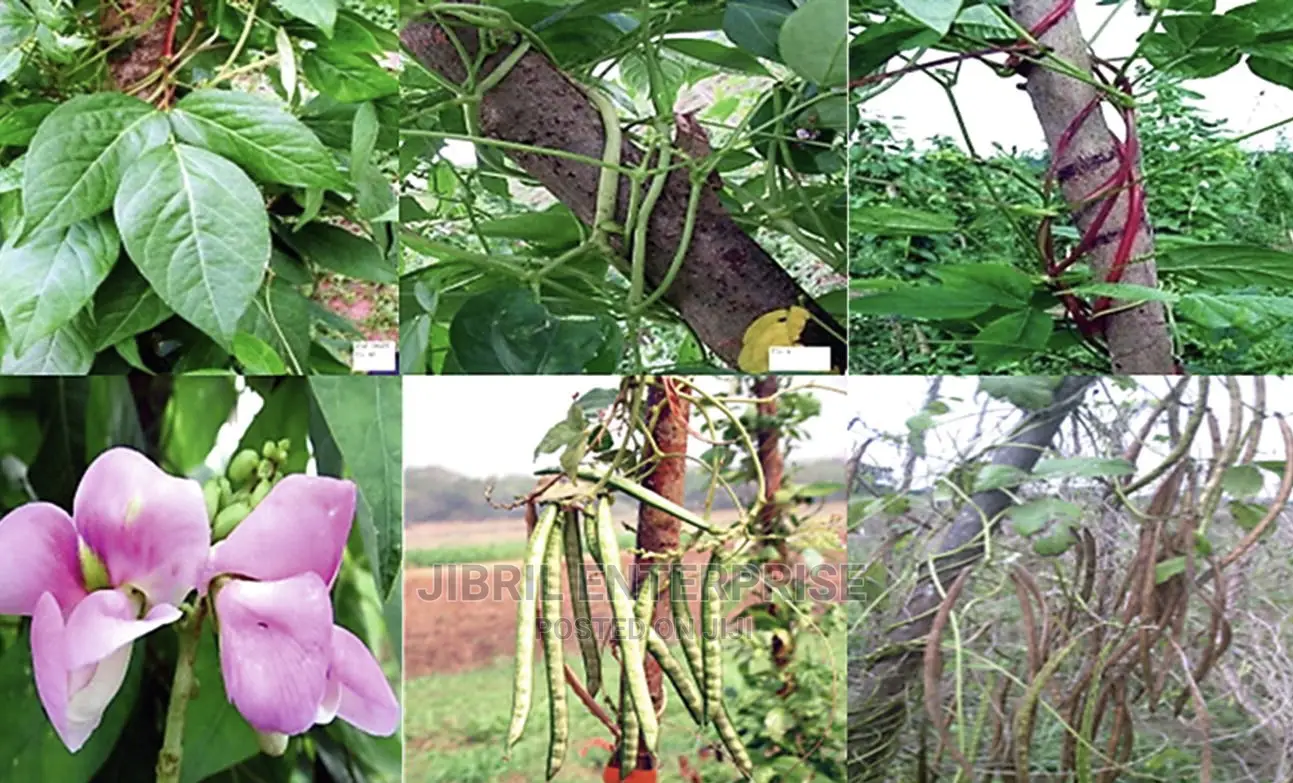 African Yam Beans(Sphenostylis Stenocarpa)