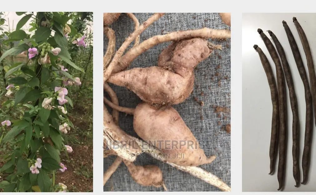 African Yam Beans(Sphenostylis Stenocarpa)