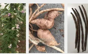 African Yam Beans(Sphenostylis Stenocarpa)