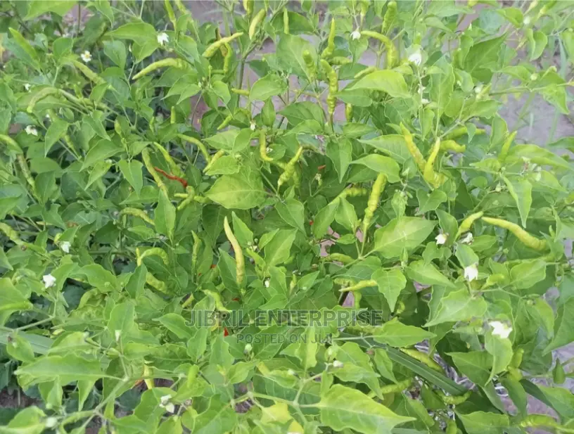 African Slim Bird Eye Pepper(Capsicum Annuum)