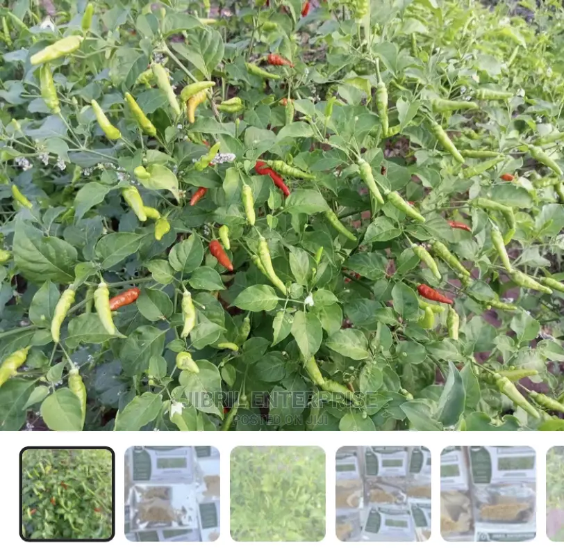 African Slim Bird Eye Pepper(Capsicum Annuum)