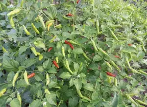 African Slim Bird Eye Pepper(Capsicum Annuum)