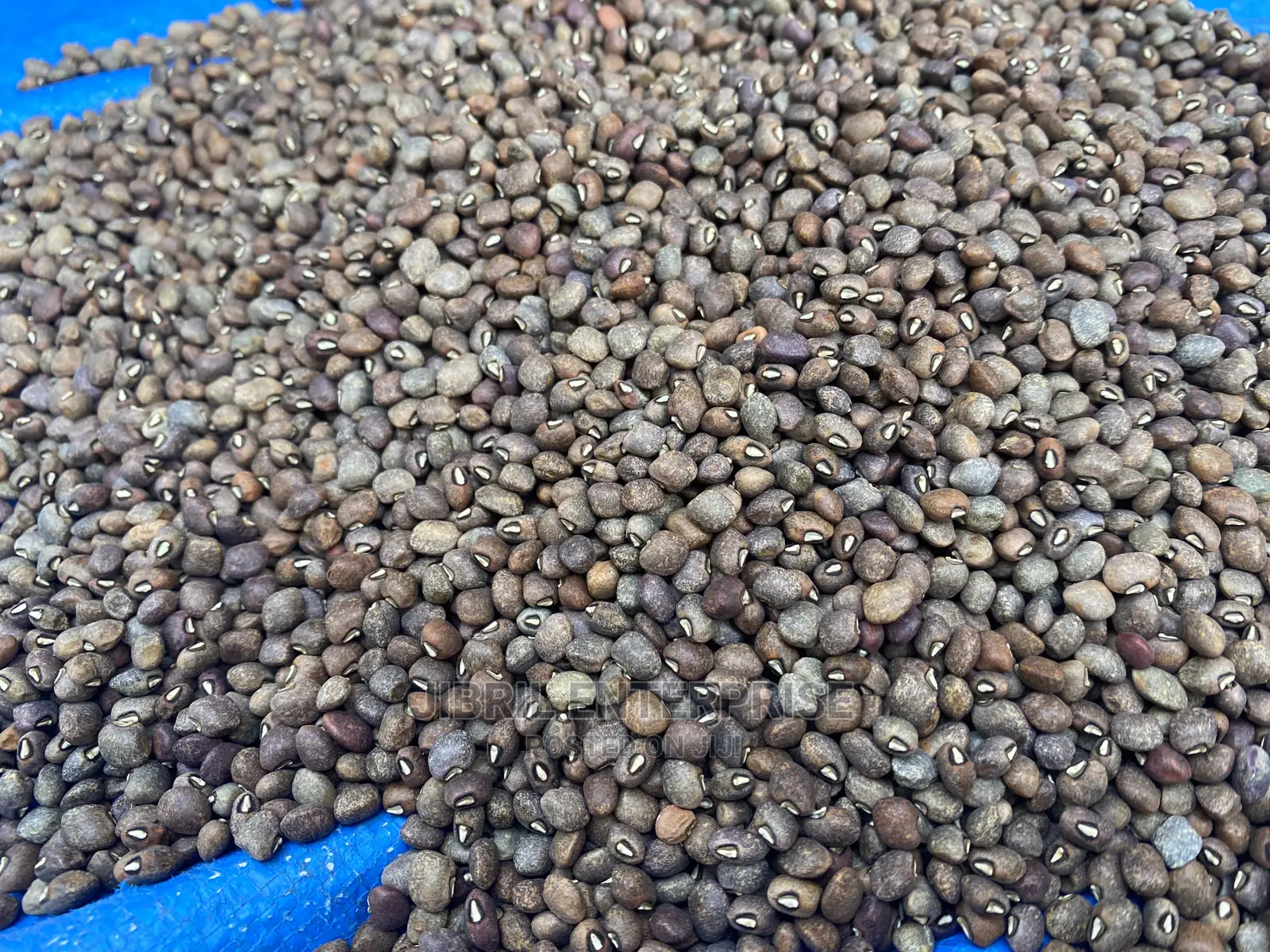 Bocate Cowpea