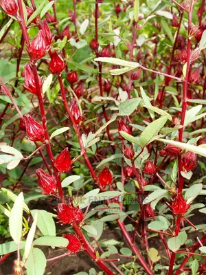 Red Roselle(Hibiscus Sabdariffa)”Sobolo”