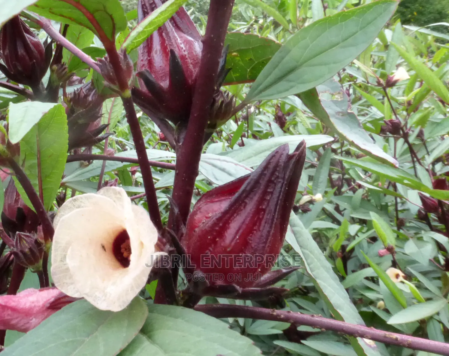 Red Roselle(Hibiscus Sabdariffa)”Sobolo”