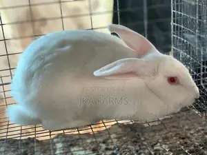 Rabbit For Sale