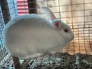 Rabbit For Sale