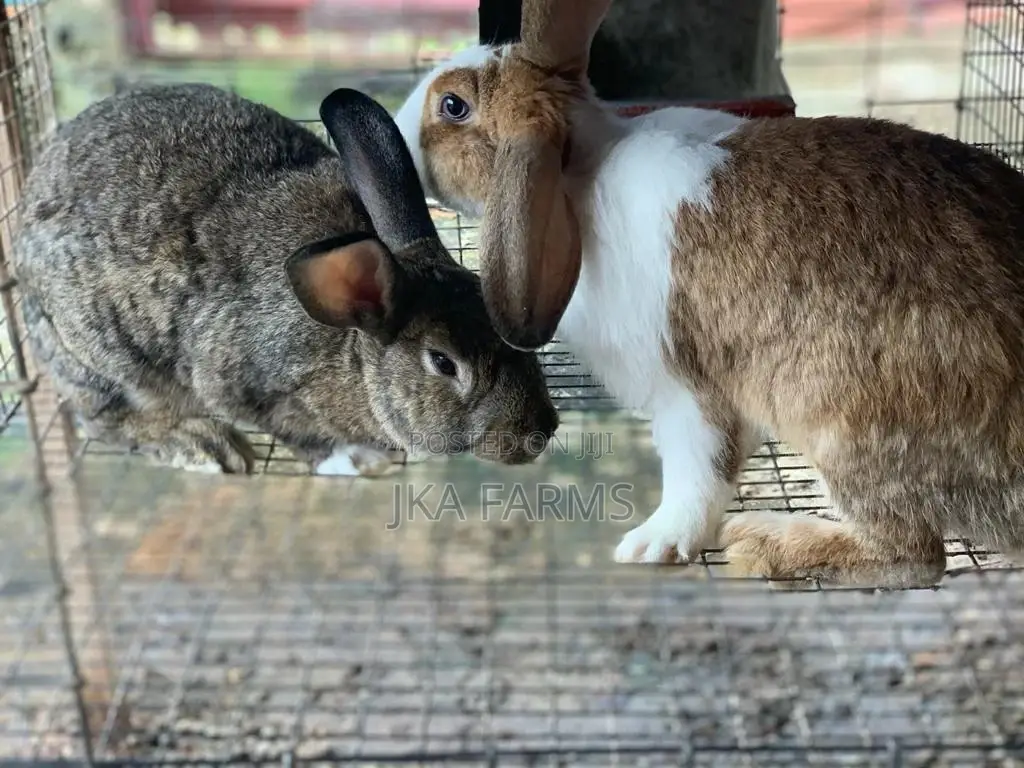 Rabbit For Sale