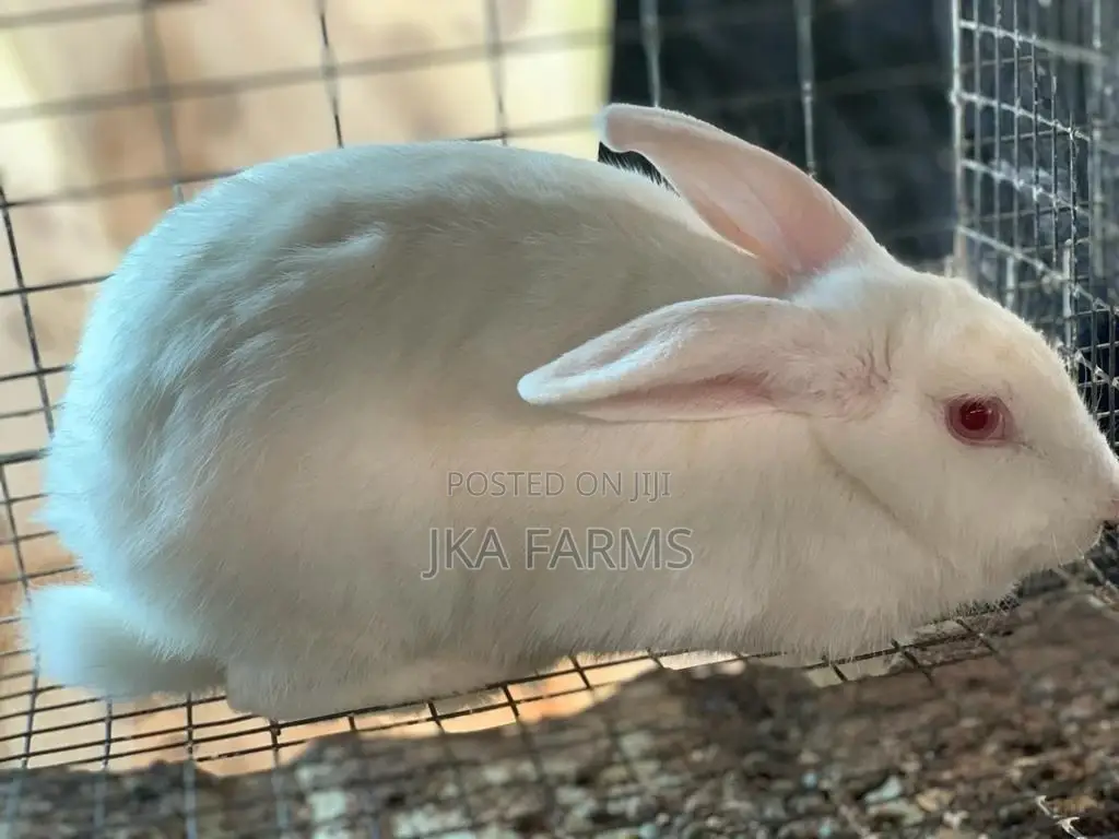Rabbit For Sale