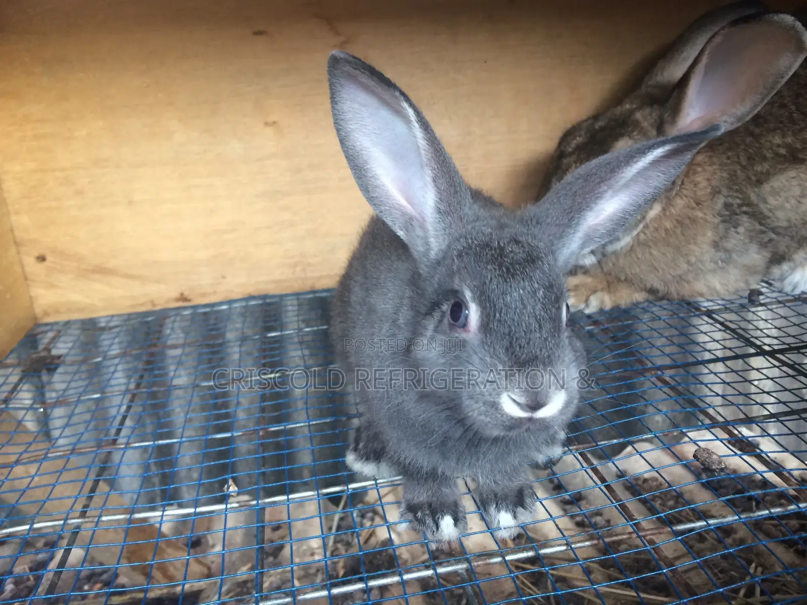 Rabbits for Sale
