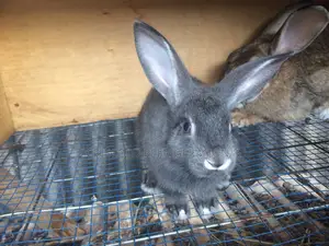 Rabbits for Sale
