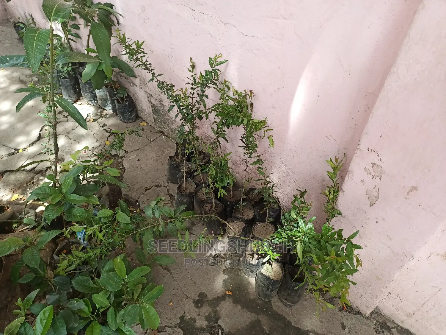 Pomegranate Seedlings