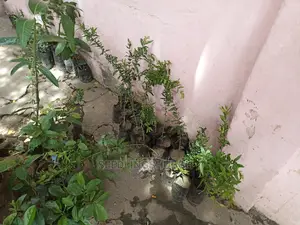 Pomegranate Seedlings