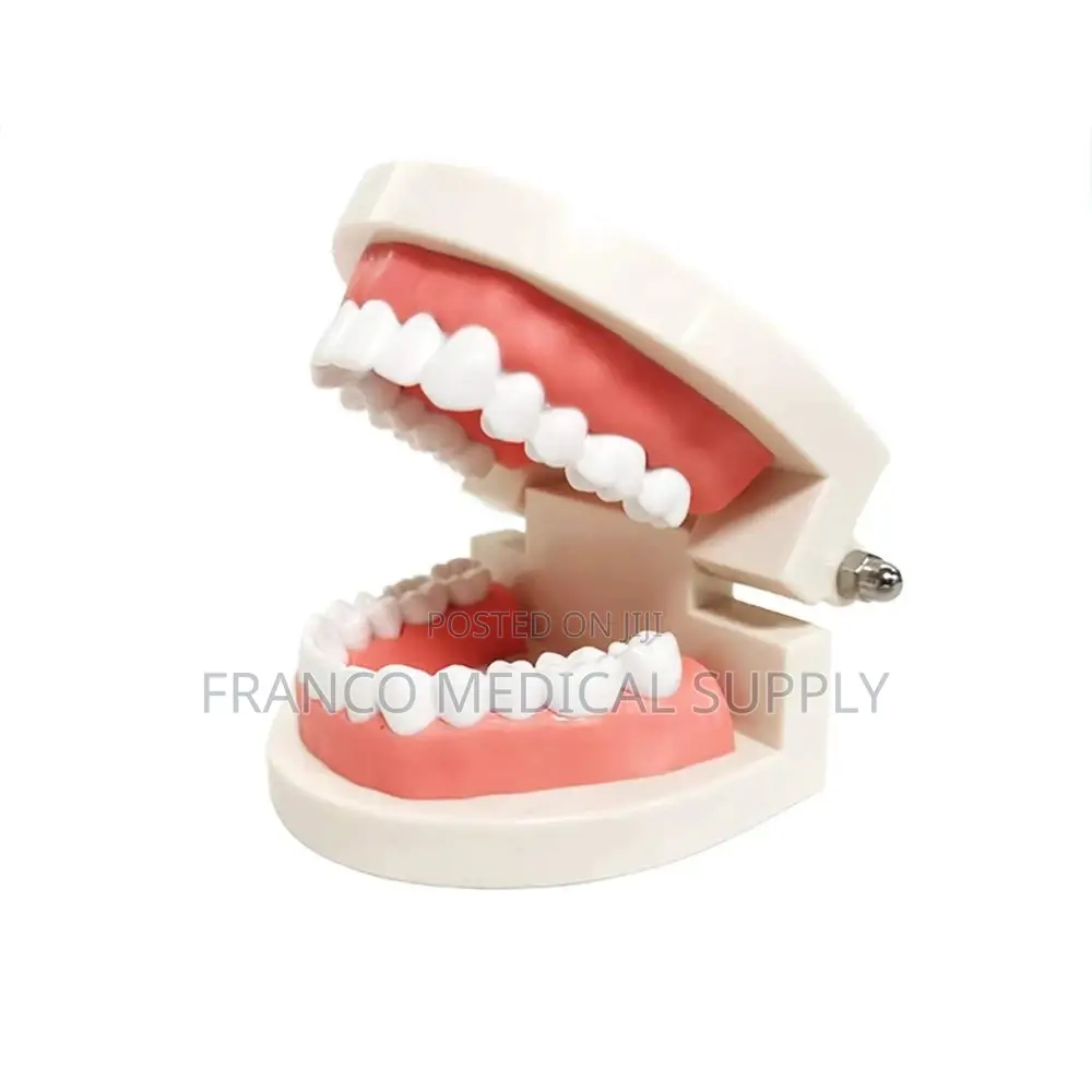 Dental Teeth Model
