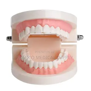 Dental Teeth Model