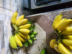 Troical Kissgreenworld's Banana Suckers for Your Backyard"