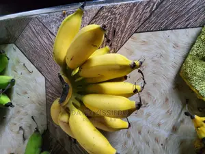Troical Kissgreenworld's Banana Suckers for Your Backyard"