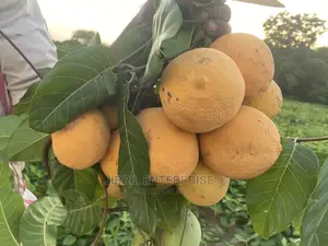 Saba Senegalese