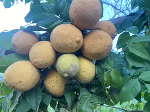 Saba Senegalese