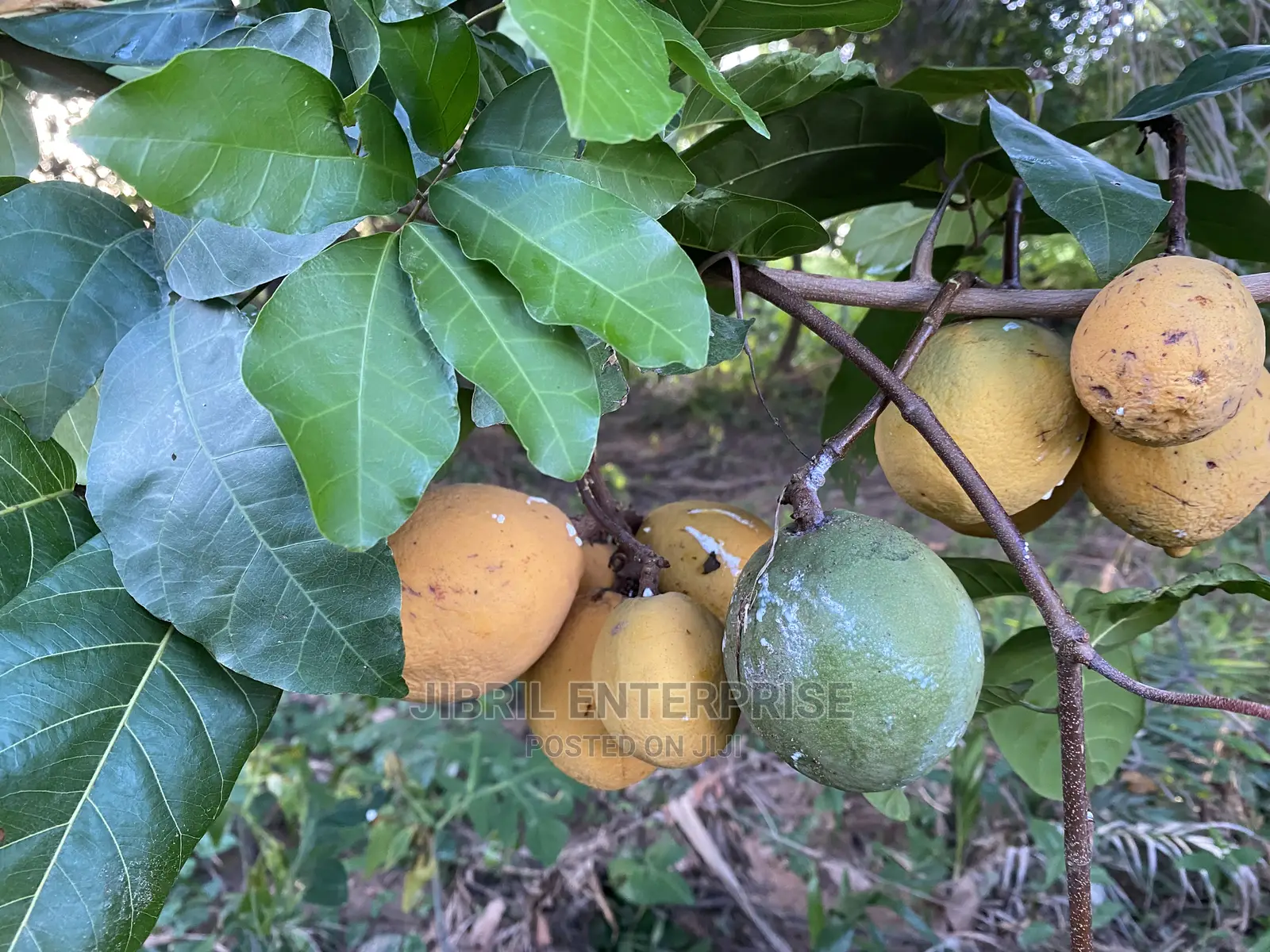 Saba Senegalese
