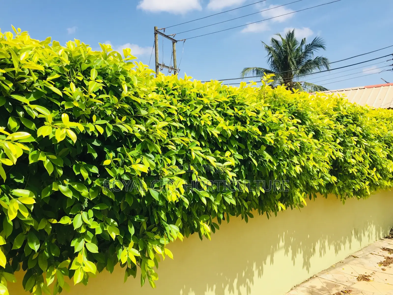 Our Gardening Works Are Number One in Ghana.