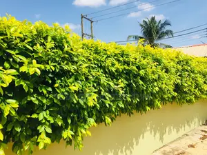 Our Gardening Works Are Number One in Ghana.