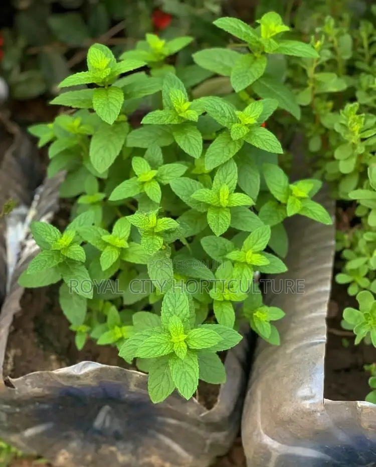 All Gardening Services
