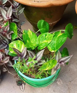 All Gardening Services