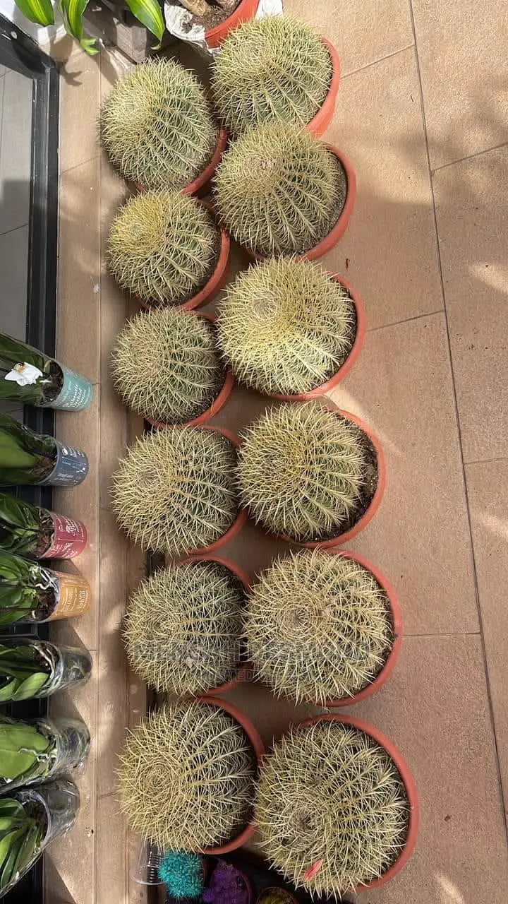 All Kinds of Flowers  Available