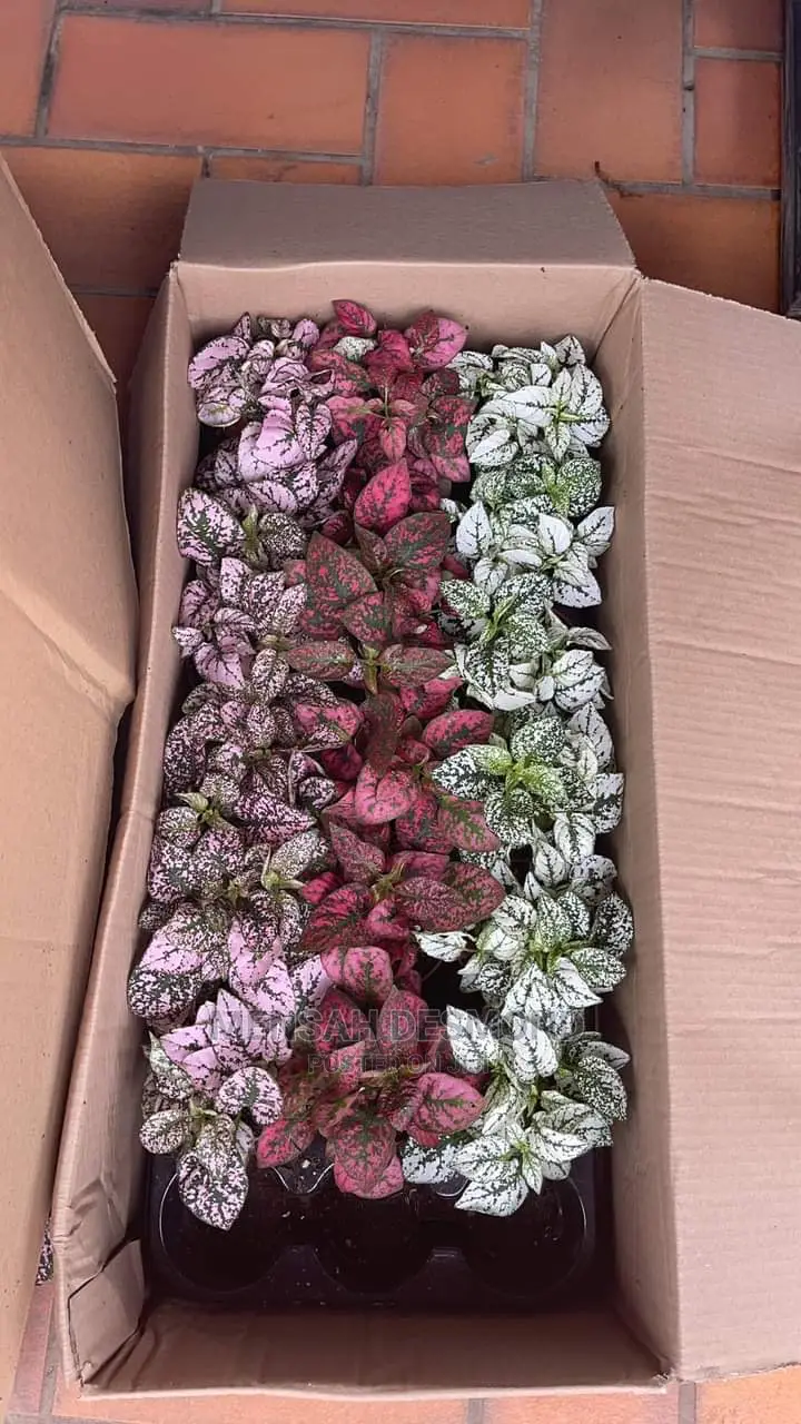 All Kinds of Flowers  Available