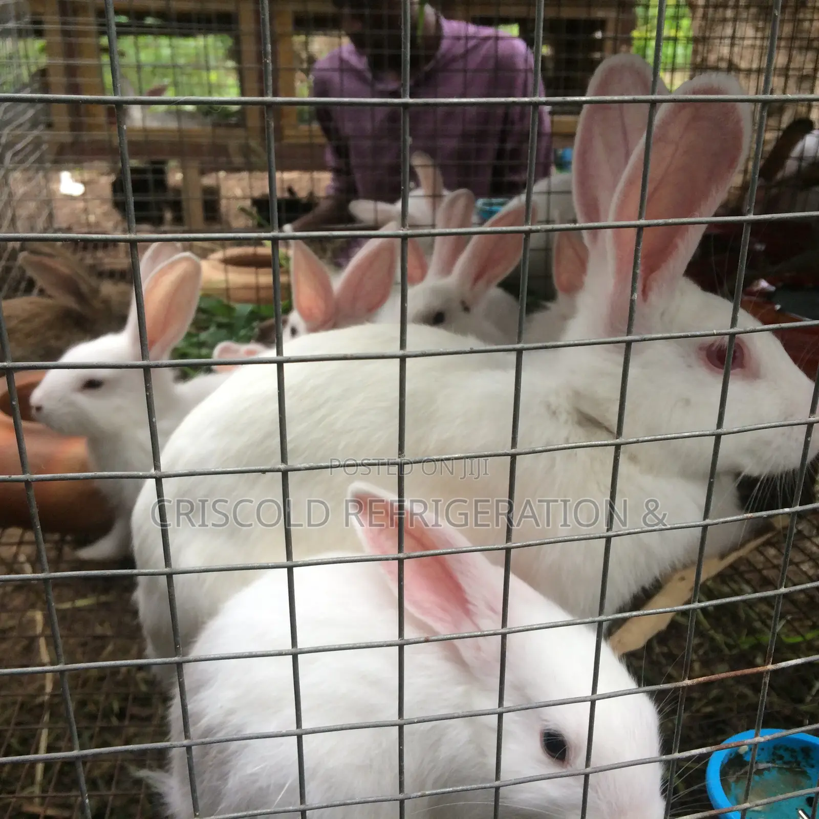 Rabbits for Sale