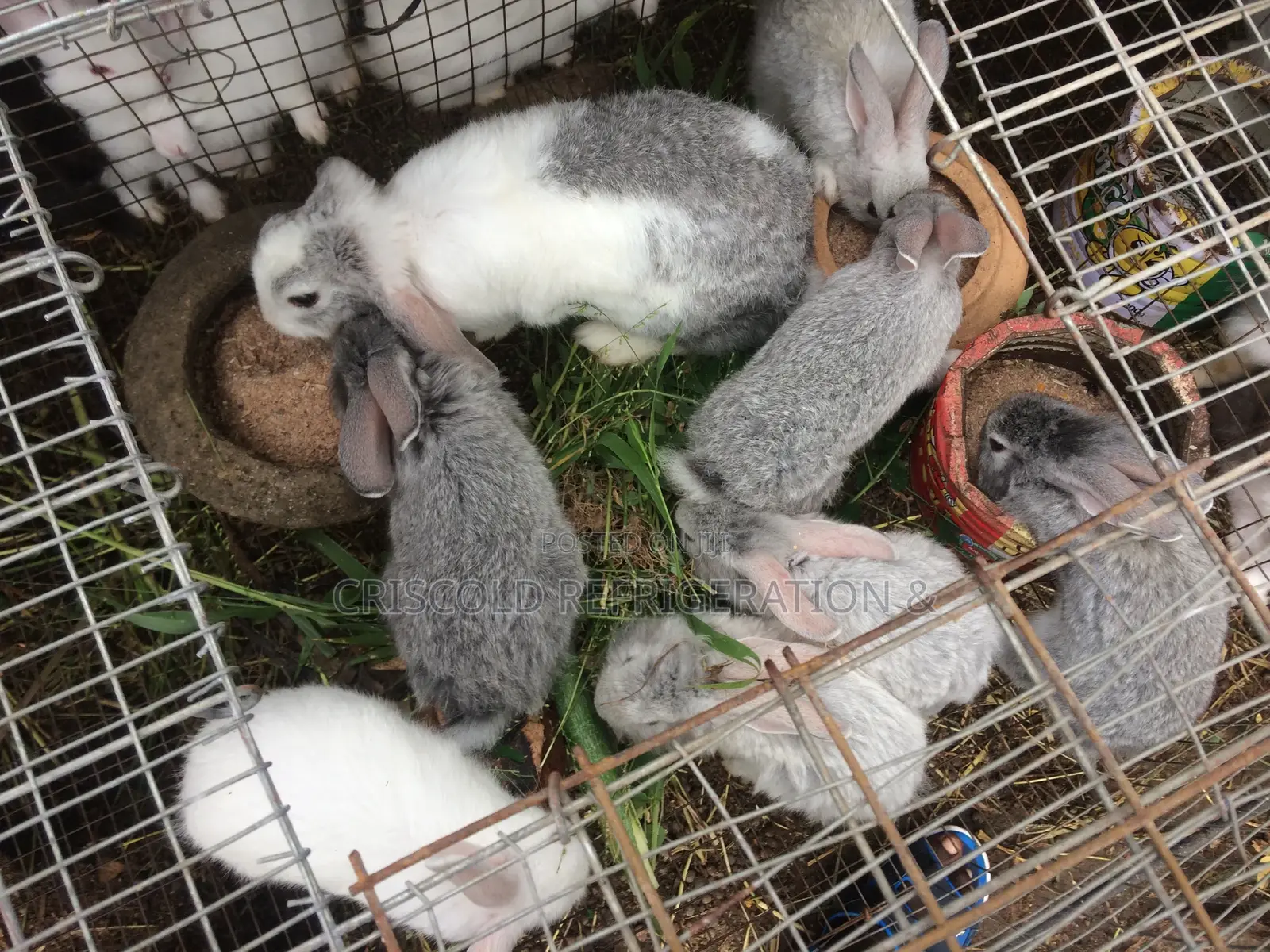 Rabbits for Sale