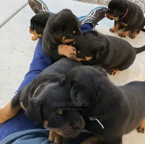 1-3 months Male Purebred Rottweiler