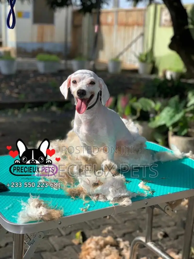 Deluxe Grooming Service at Precieux Pets