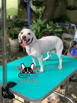 Deluxe Grooming Service at Precieux Pets