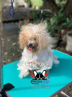 Deluxe Grooming Service at Precieux Pets