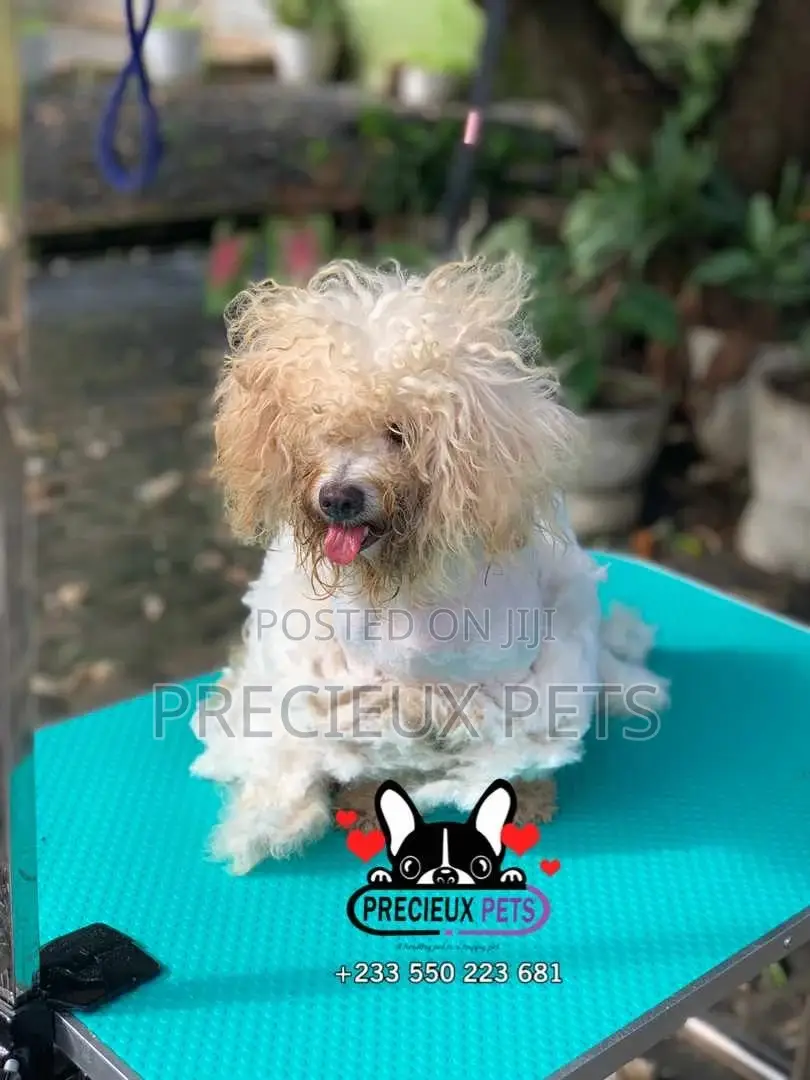 Deluxe Grooming Service at Precieux Pets