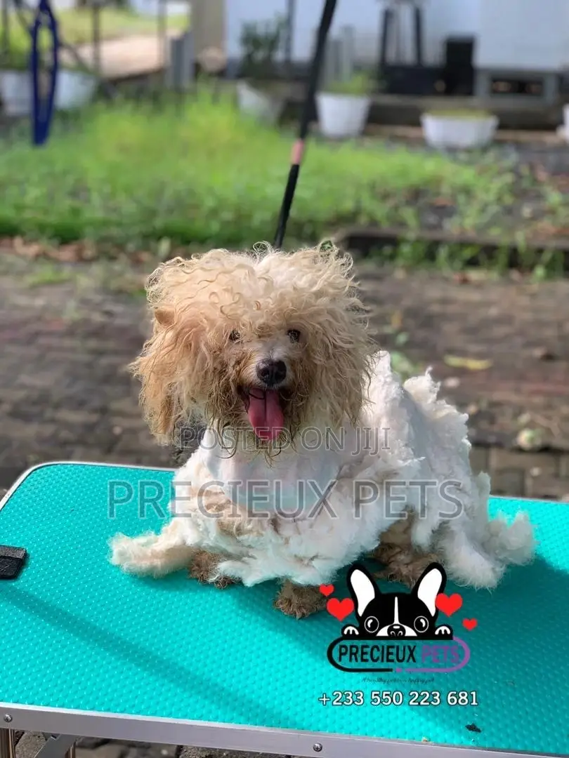 Deluxe Grooming Service at Precieux Pets