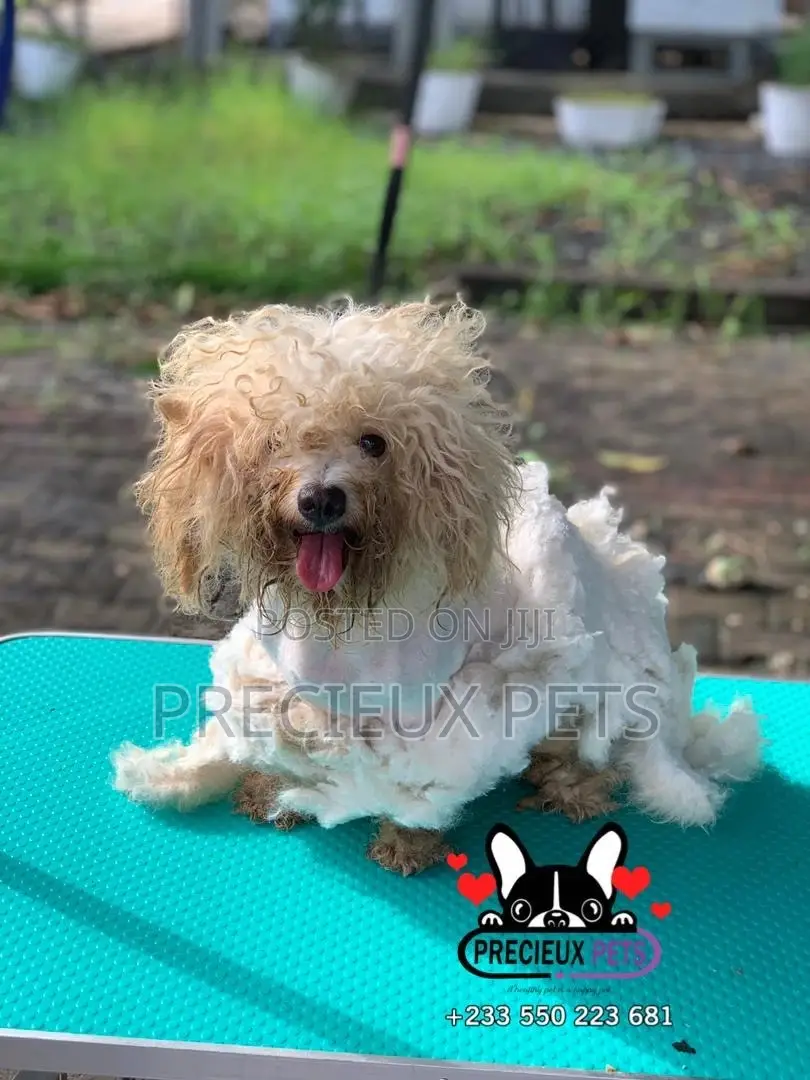 Deluxe Grooming Service at Precieux Pets