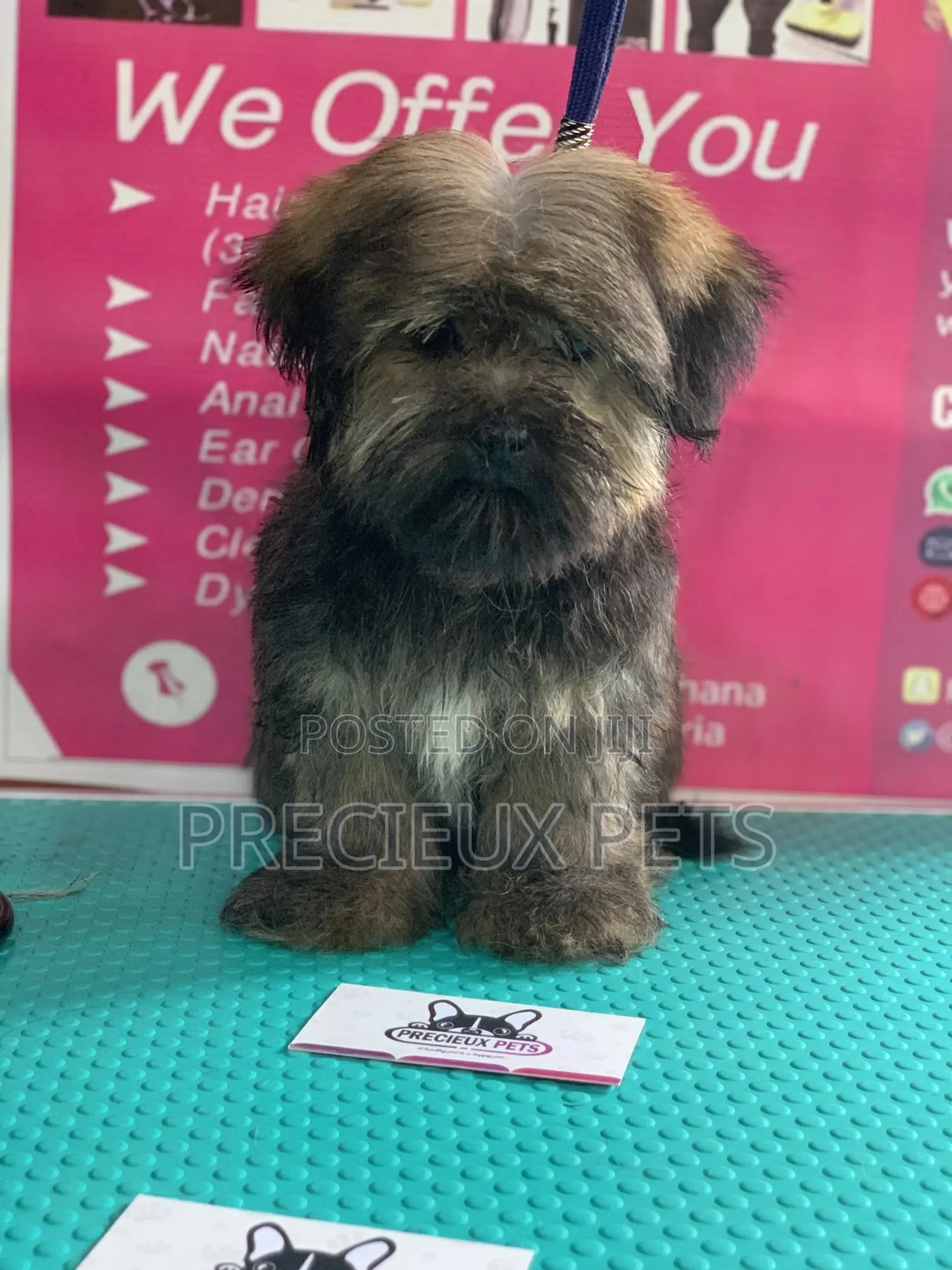 Basic Grooming Service at Precieux Pets